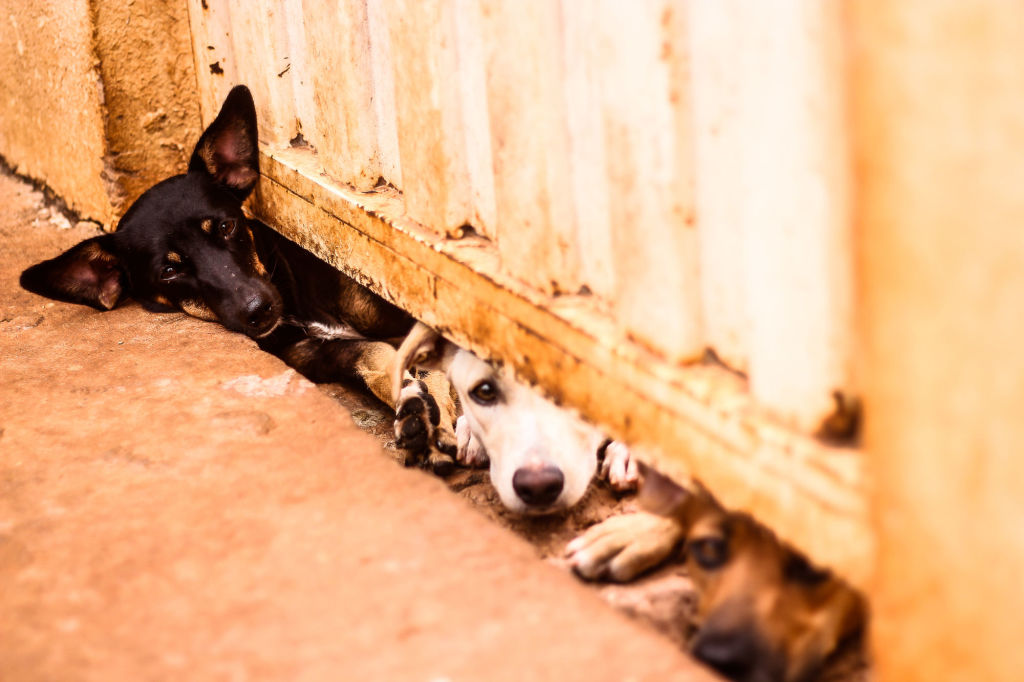 Projeto de lei amplia direitos dos animais em Mato Grosso